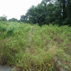 とは言うものの除草する雑草の量に変わりはありません