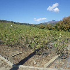 ローズ畑の除草作業は順調に進んでいます
