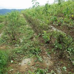 除草してバラの姿がはっきり分かるようになりました