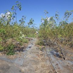 株元の雑草を丁寧に取っています