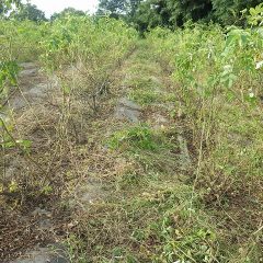 除草は続くよ何処までも