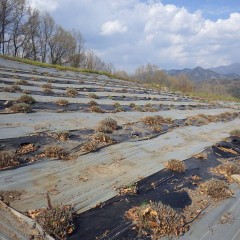 後は新芽が伸びて花を咲かせることを待つばかり