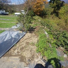 雑草の多い石垣に防草シートを張ります