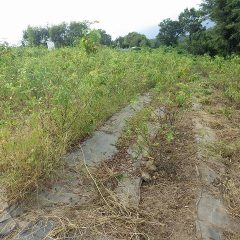 ここまでで本日の除草作業終了