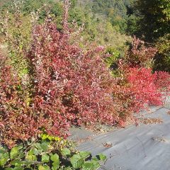 秋も深まりブルーベリーが紅葉しています