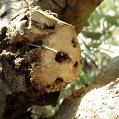 オリーブアナアキゾウムシの幼虫が穴を空けて枯らしていました