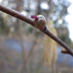 ヘーゼルナッツの雌花