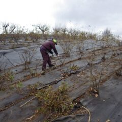 冷たく湿ったローズ畑で剪定作業が行われています