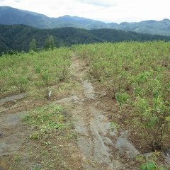 ようやくローズ畑の除草作業が終わりました