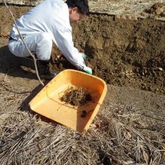 根茎で蔓延る雑草の根茎を取り除きます