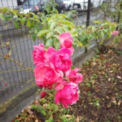 今年は暖かいためか未だにつるバラ（アンジェラ）が花を咲かせています