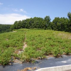 猛暑日の中でローズ畑の除草作業は続けられています