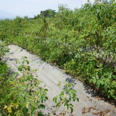 除草作業の終わりはまだまだ先のようで見えません