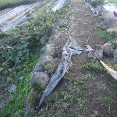 石垣の除草作業終了
