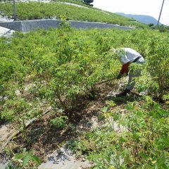 炎天下の中、除草作業に明け暮れている毎日です