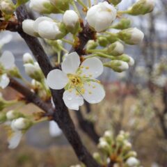 スモモの花も咲き始めました