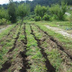 有機質の土壌改良材を散布しました