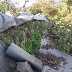 石垣の間や下に生えている雑草を除草します
