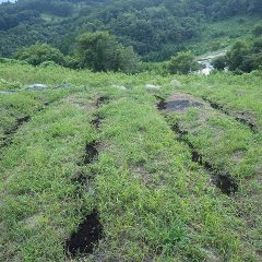 有機質を入れることによって通気性や保水力が上がります