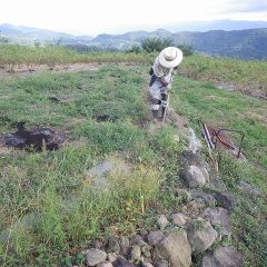 畑の周囲の除草作業中