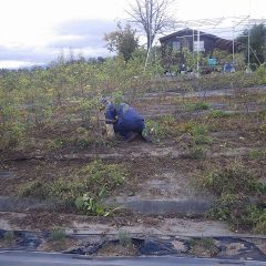 ローズ畑では今日も除草作業が続けられています