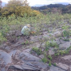 こちらの畑も随分作業が進んでいます
