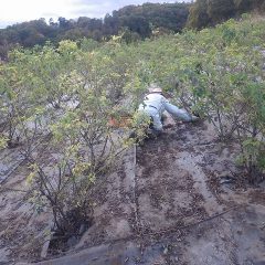 全身を使って除草しています