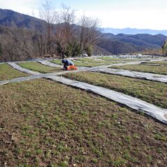 今日もカモマイル・ジャーマン畑の除草作業が行われています