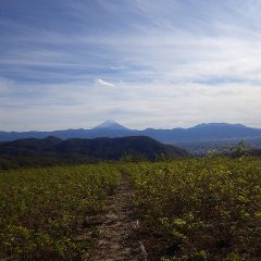 今日は吹く風がとても冷たい冬場れのローズ畑