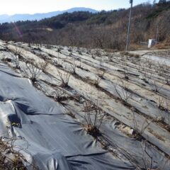 剪定作業の終わったローズ畑