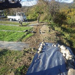 防草シートを張る前に除草作業をしました