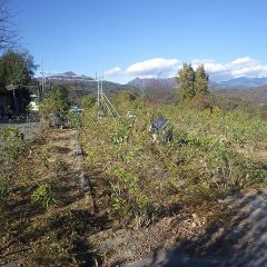 ローズ畑の除草作業も大詰めです