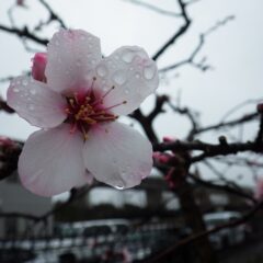 雨が降り続く中でアーモンドの花が咲いています