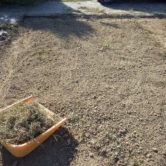 除草した草や小石を拾い出し整地します