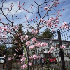 昼から急速に天気が回復春の嵐にも負けずアーモンドの花が咲いています