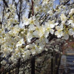 スモモの花も次々に開いています