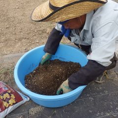 風で飛んだり雨で流されないよう培養土によく混ぜてから蒔きます