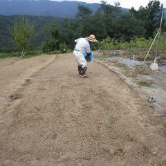 培養土に混ぜることで少量の種を畑一面均一に蒔くこともできます