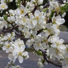 プルーンの花が満開になりました