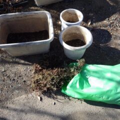 掘り取ってきたヨモギの地下茎をプランターに植え替えました