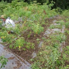 ローズ畑の除草作業も続けられています