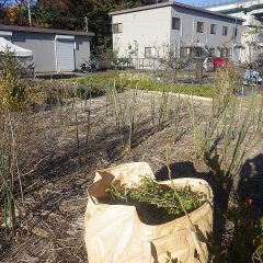 伸び放題になっていた枝や細い枝を切り取りました