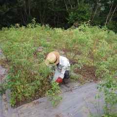 蒸し暑くまるでサウナの中で作業してる様です