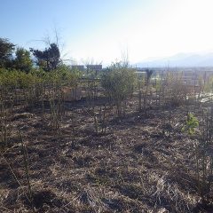 約2/3程の剪定が終了しました