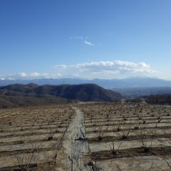 午後から冷たい風が吹き荒れるローズ畑