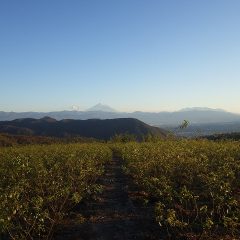 沈む夕日に照らされる富士山を眺めながら作業終了となりました