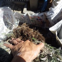 2日間の長旅の疲れを取るため濡らした新聞紙で根を包んでから農場へ運んで定植します