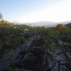 農場のローズ畑では除草した草の草出し作業が陽が沈むまで続いています