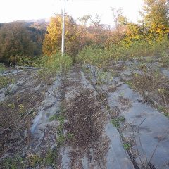 草が片付けられて綺麗になったローズ畑