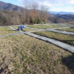 農場ではカモマイル・ジャーマン畑の除草作業が続いています